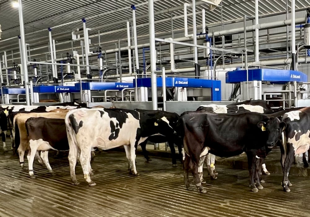 Nigeria Turns to Danish Cows in Bold Move to Reduce $1.5 Billion Milk Import Bill