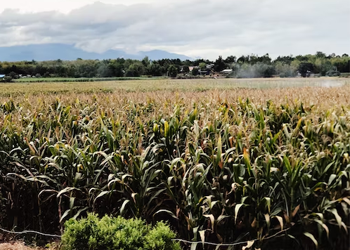 SUGAR SECTOR BOOMING